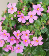 Bakopa Pinktopia - Bacopa sutera cordata - prodej semen - 7 ks