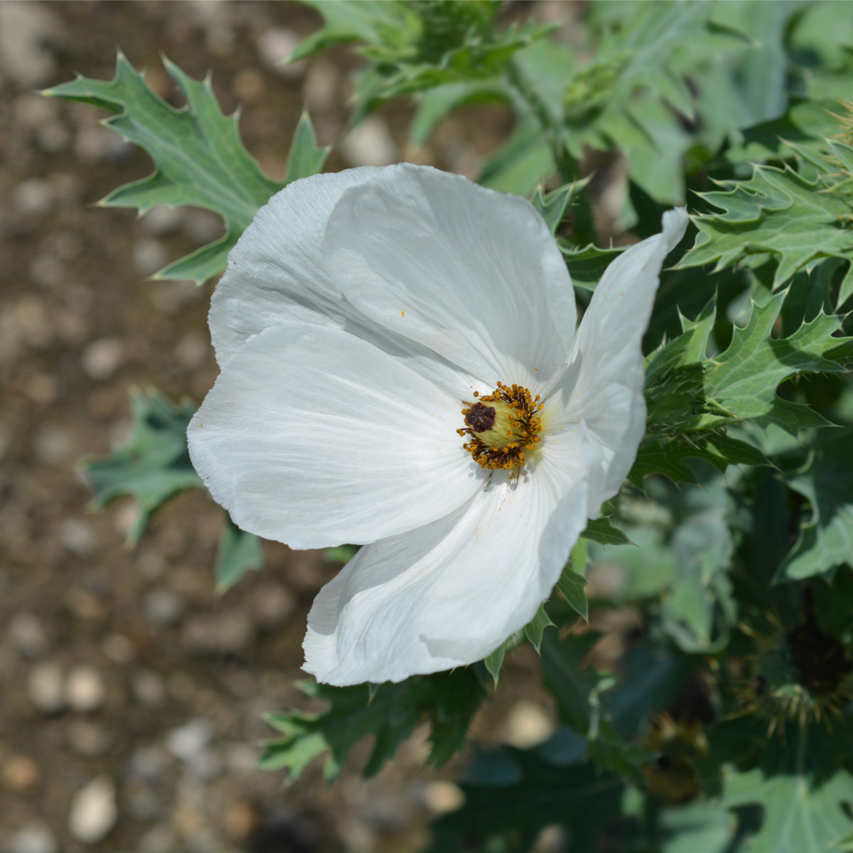 BIO pleskanka - Argemone platyceras - prodej bio semen - 50 ks