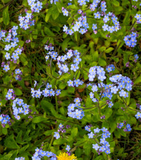 Pomněnka alpinská zakrslá - Myosotis alpestris - prodej semen - 700 ks