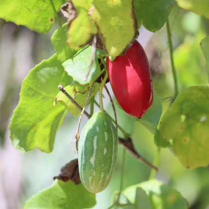 Coccinia grandis - Coccinia grandis - prodej semen - 4 ks