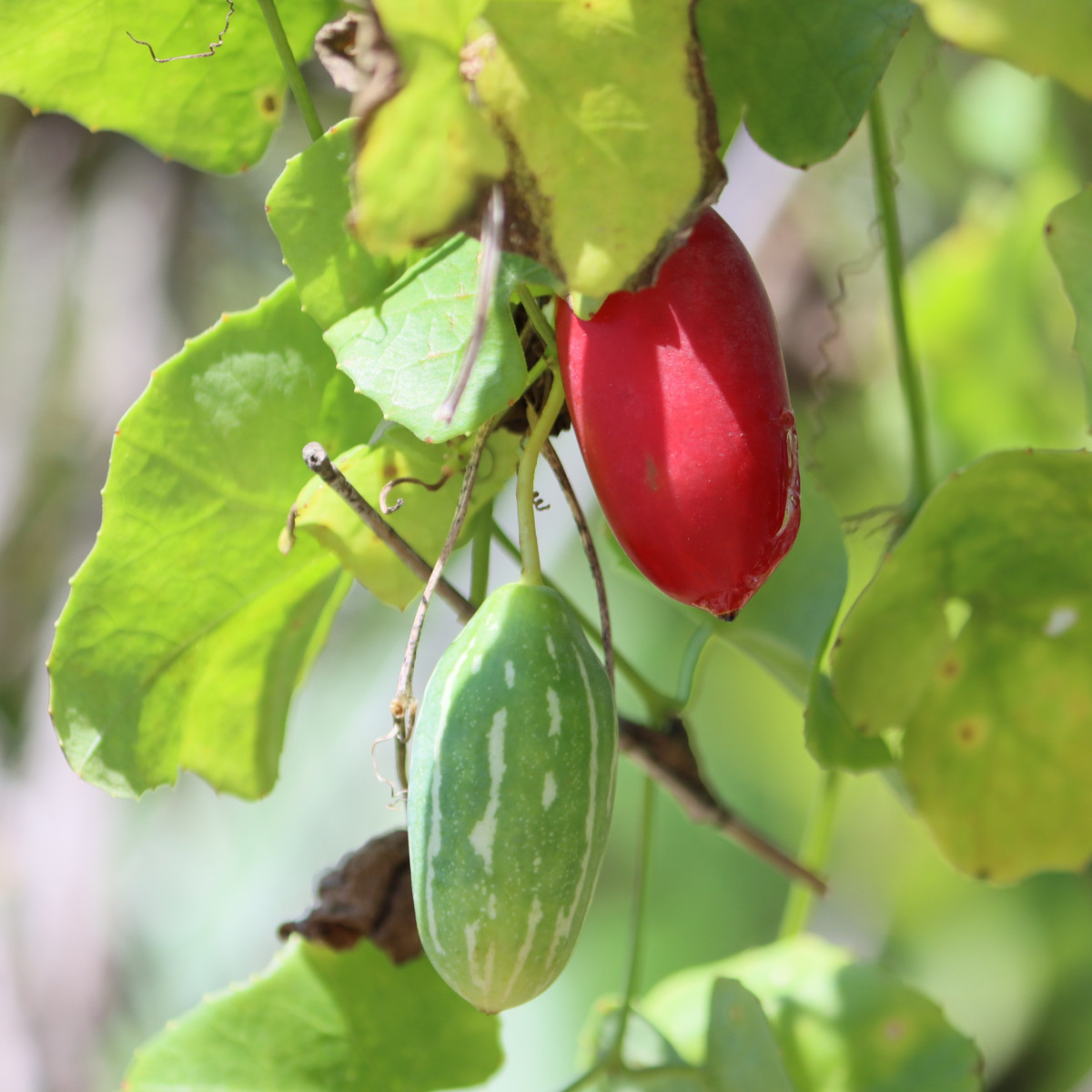 Coccinia grandis - Coccinia grandis - prodej semen - 4 ks