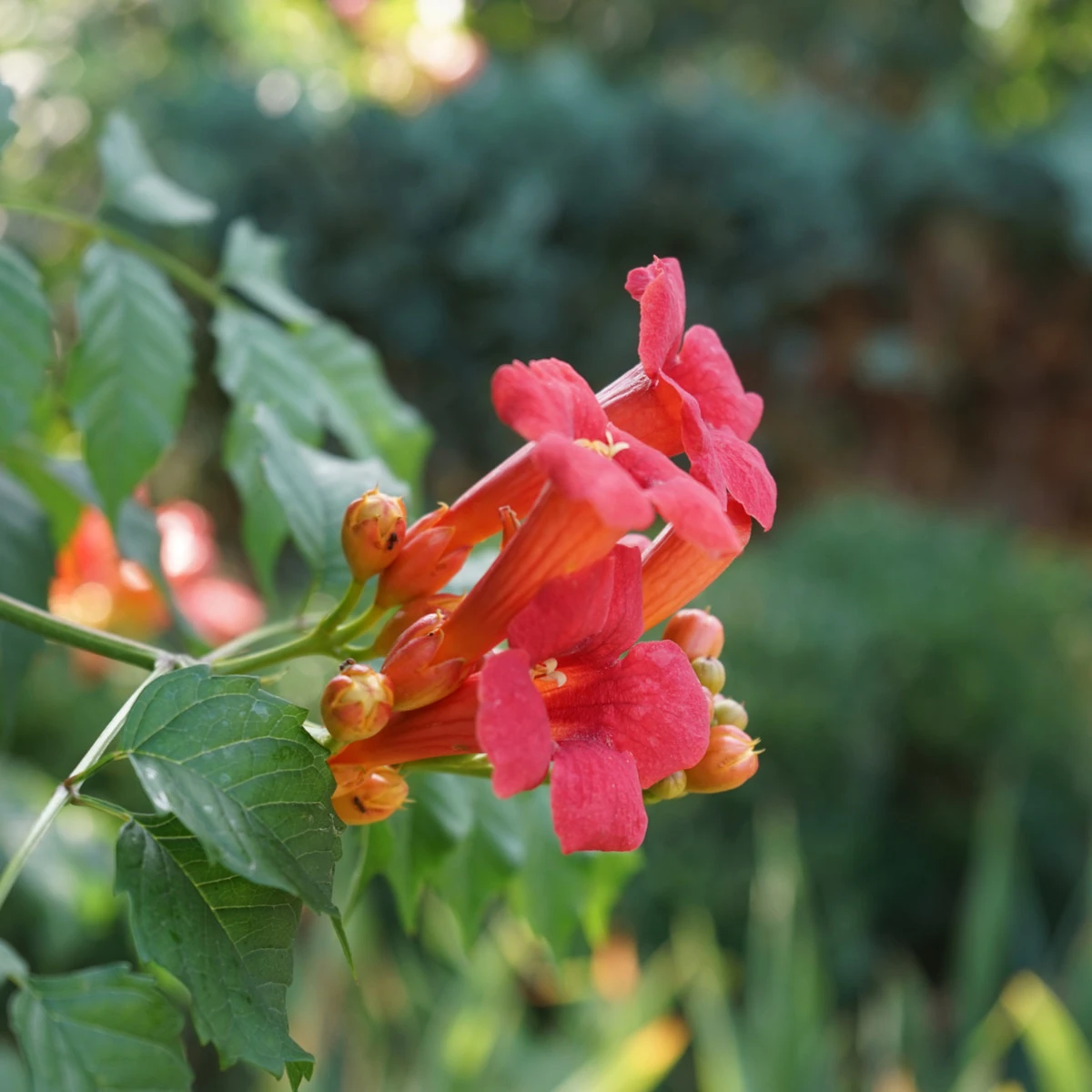 Trubač kořeňující - Campsis radicans - prodej semen - 10 ks