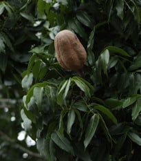 Mahagon - Swietenia mahagoni - prodej semen - 15 ks