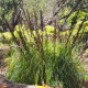 Ozdobný rákos Gahnia - Gahnia trifida - prodej semen - 10 ks