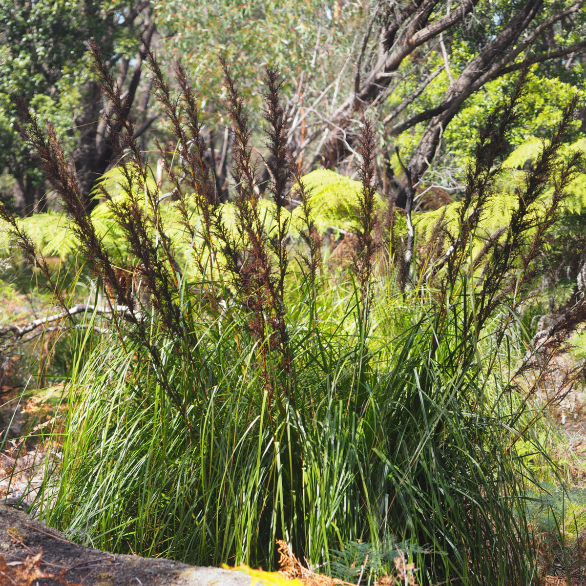 Ozdobný rákos Gahnia - Gahnia trifida - prodej semen - 10 ks