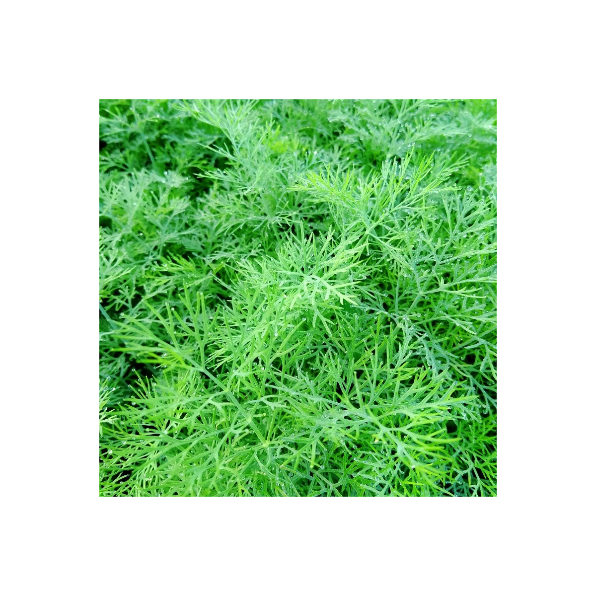 Kopr vonný Oliver - Anethum graveolens - prodej semen - 500 ks