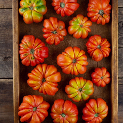 Rajče Costoluto Fiorentino - Solanum lycopersicum - prodej semen - 7 ks