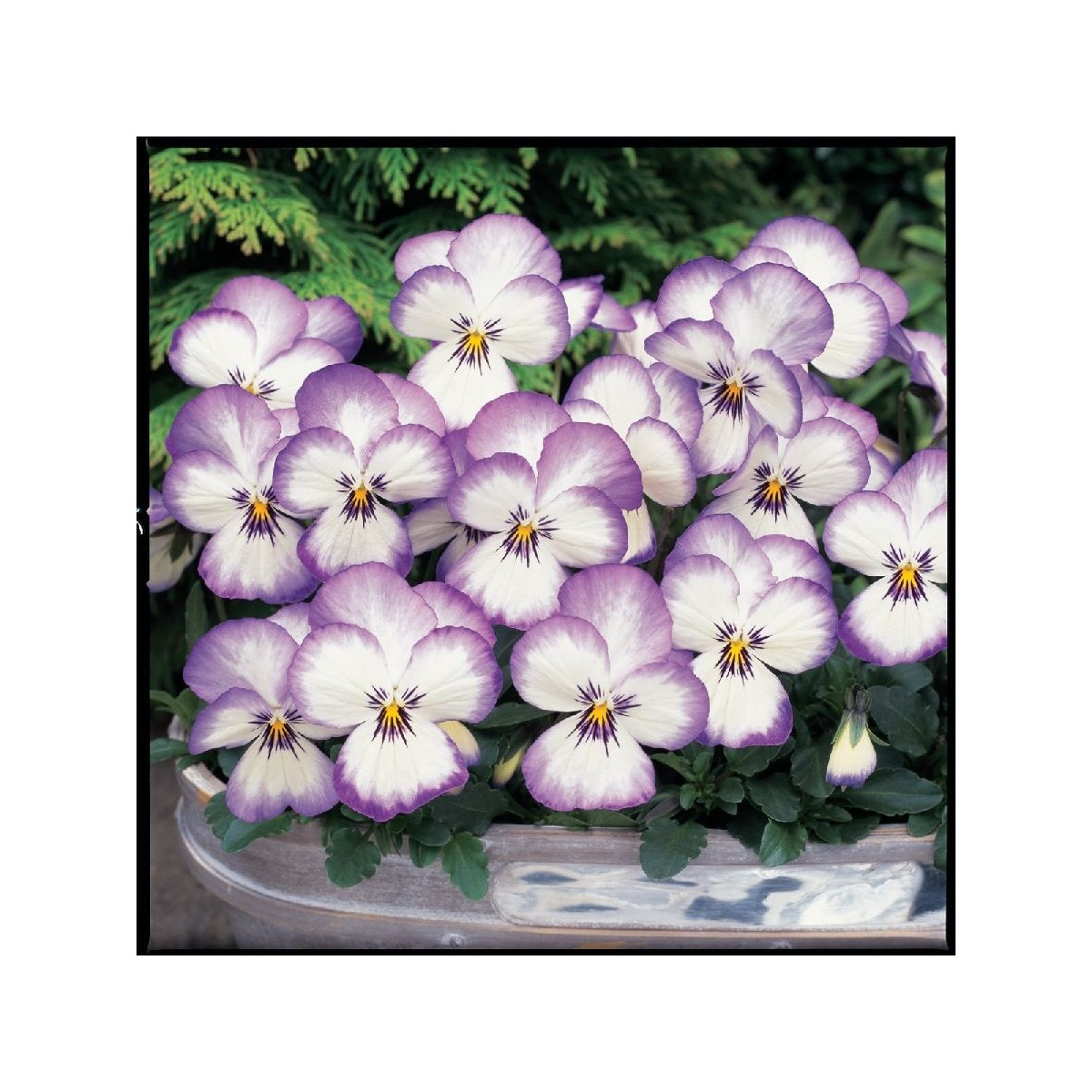 Violka rohatá Sorbet xp Rose - Viola cornuta - prodej semen - 20 ks