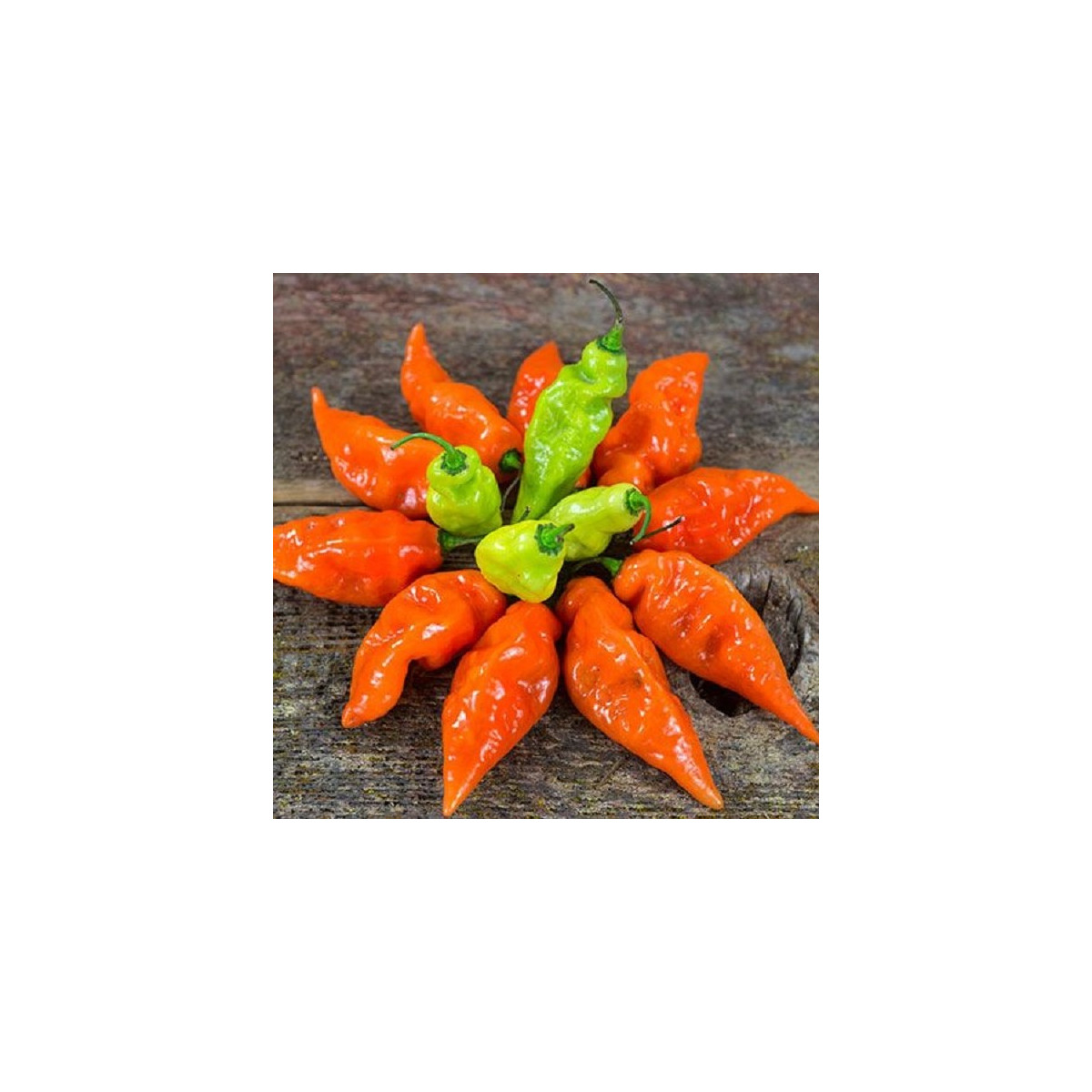 Paprika Habanada - Capsicum Chinense - prodej semen - 10 ks