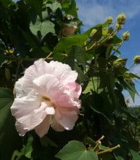 Ibišek okrasný - Hibiscus mutabilis - prodej semen - 5 ks