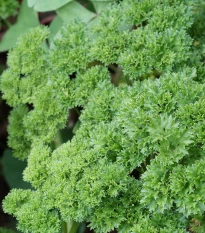 BIO Petržel Mooskrause - Petroselinum Crispum - prodej bio semen - 300 ks