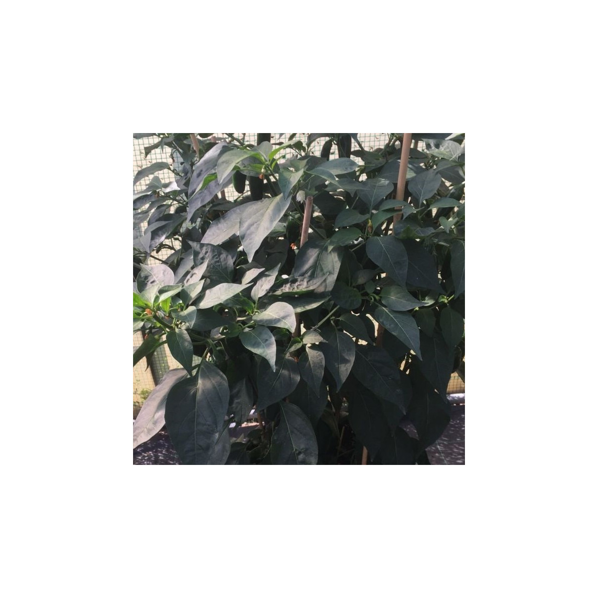 BIO Paprika k roubování Scarface F1 - Capsicum annuum - prodej bio semen - 5 ks