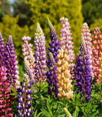 Lupina mnoholistá směs - Lupinus polyphyllus - prodej semen - 20 ks