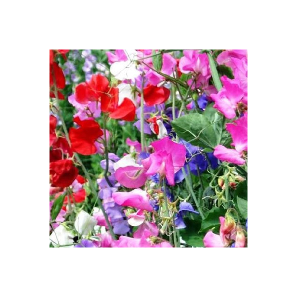 Hrachor vonný Bijou směs - Lathyrus odoratus - prodej semen - 16 ks