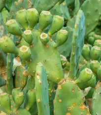 Opuncie poléhavá - Opuntia humifusa - prodej semen - 7 ks