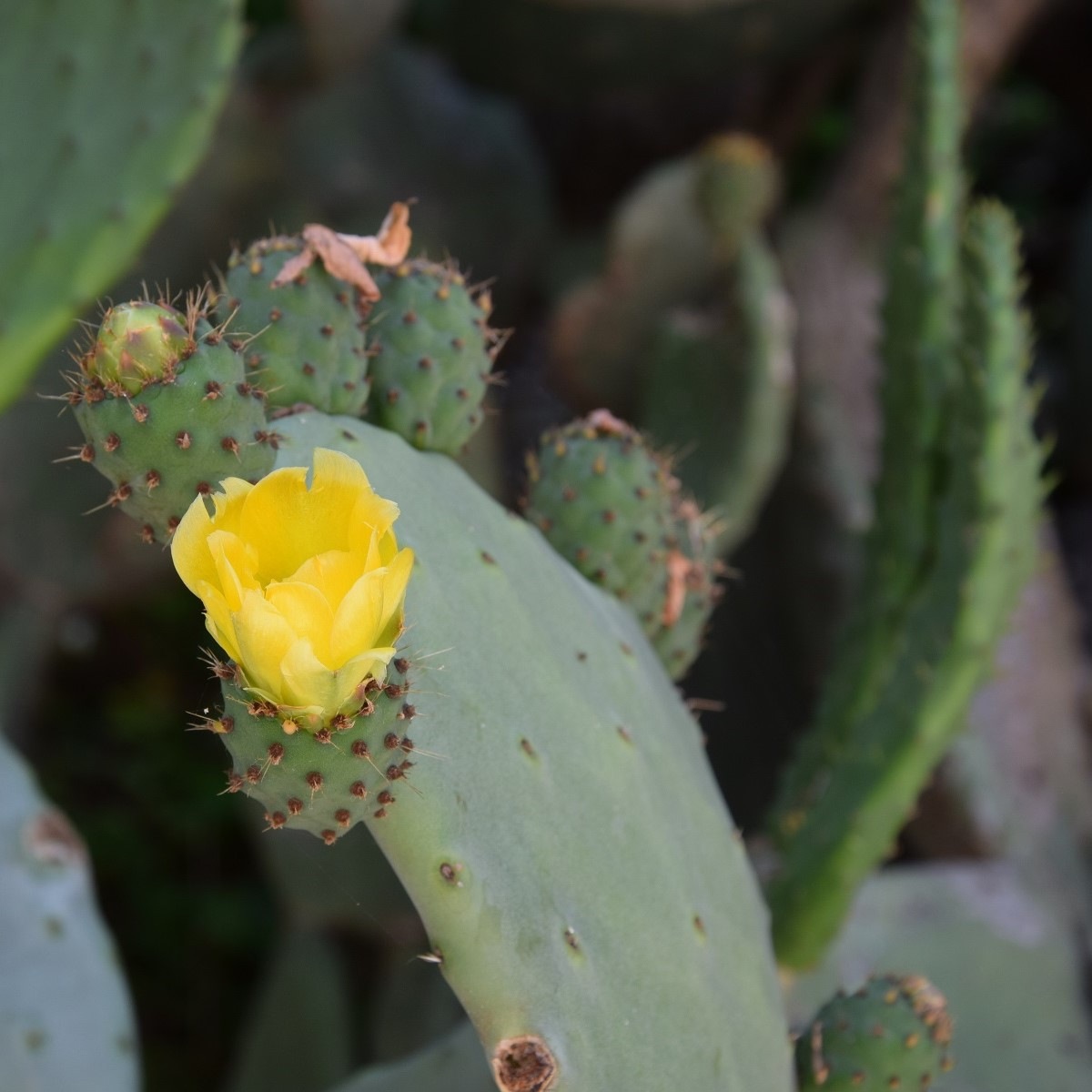 Opuncie poléhavá - Opuntia humifusa - prodej semen - 7 ks