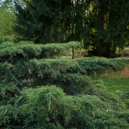 Jalovec virginský - Juniperus virginiana - prodej semen - 15 ks