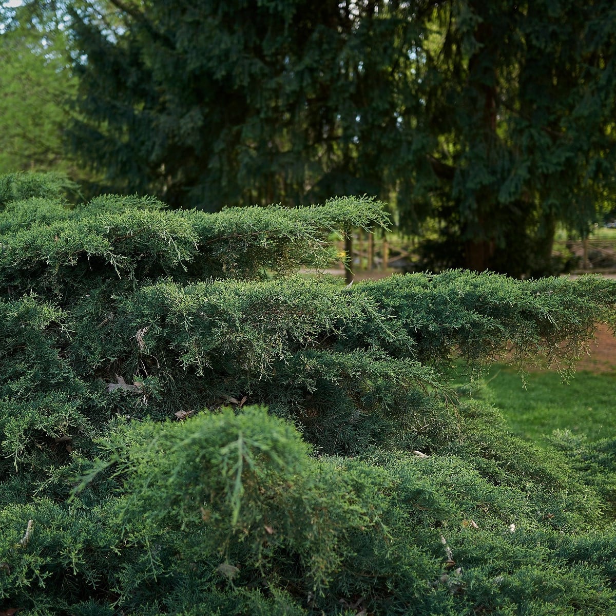 Jalovec virginský - Juniperus virginiana - prodej semen - 15 ks