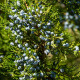 Jalovec virginský - Juniperus virginiana - prodej semen - 15 ks