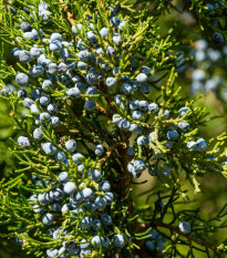 Jalovec virginský - Juniperus virginiana - prodej semen - 15 ks