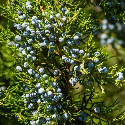 Jalovec virginský - Juniperus virginiana - prodej semen - 15 ks