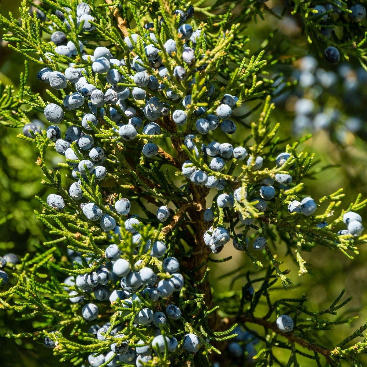 Jalovec virginský - Juniperus virginiana - prodej semen - 15 ks