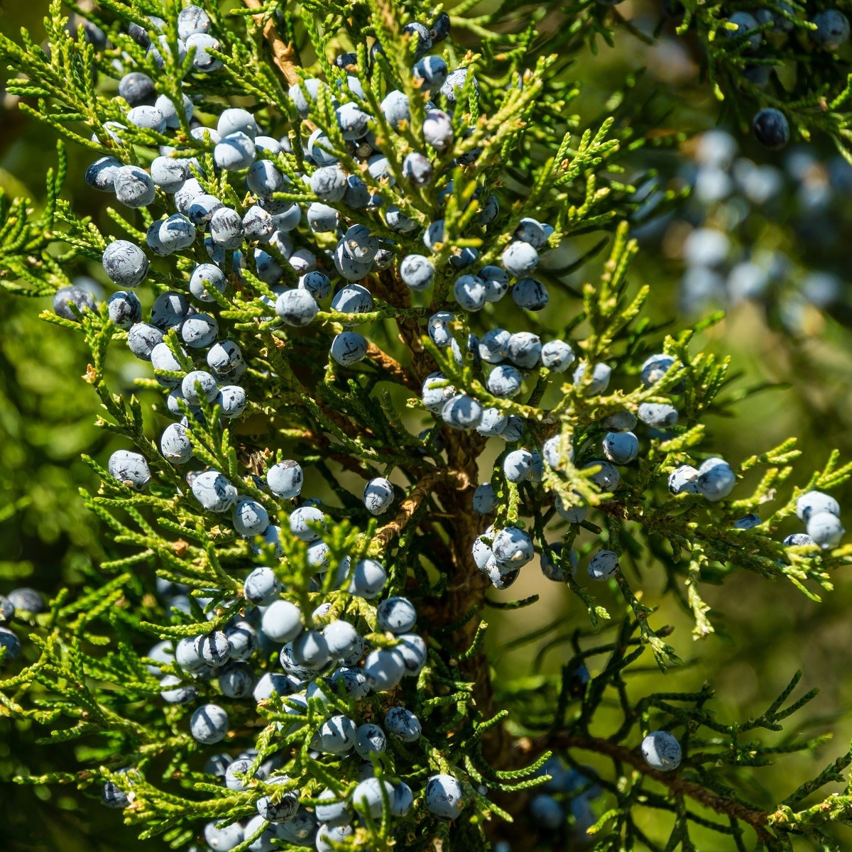 Jalovec virginský - Juniperus virginiana - prodej semen - 5 ks