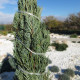 Jalovec virginský - Juniperus virginiana - prodej semen - 15 ks
