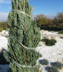 Jalovec virginský - Juniperus virginiana - prodej semen - 15 ks