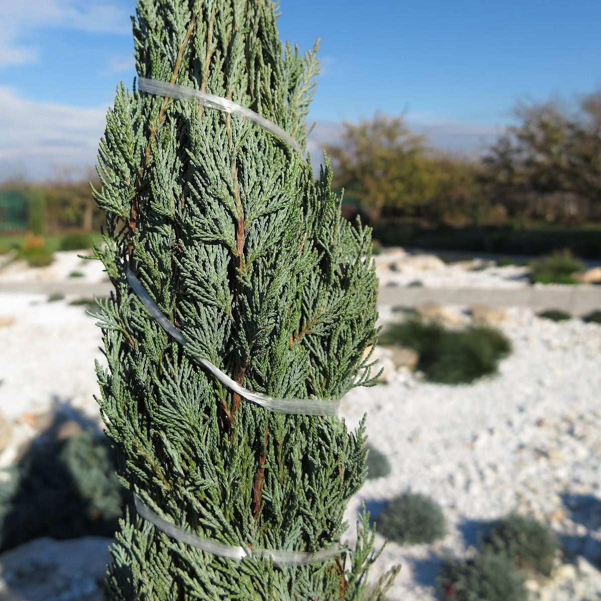 Jalovec virginský - Juniperus virginiana - prodej semen - 15 ks