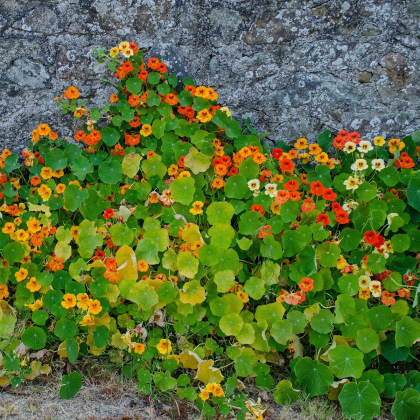 Lichořeřišnice popínavá Doppelte Glanz směs - Tropaeolum majus - prodej semen - 15 ks