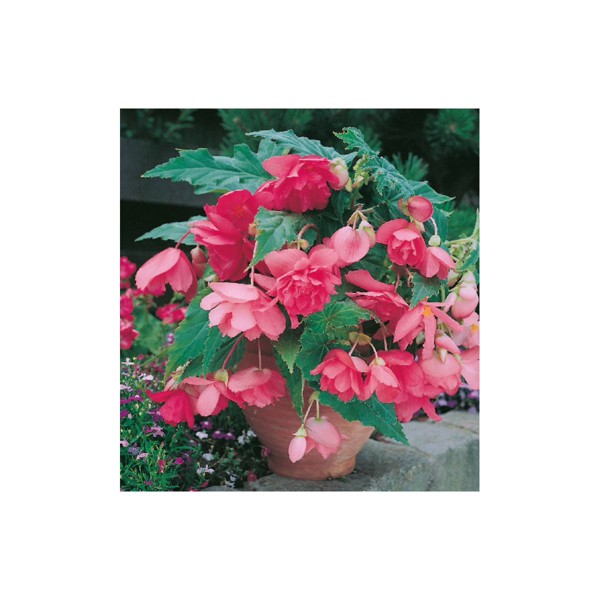 Begonie růžová - Begonia pendula maxima - prodej cibulovin - 2 ks