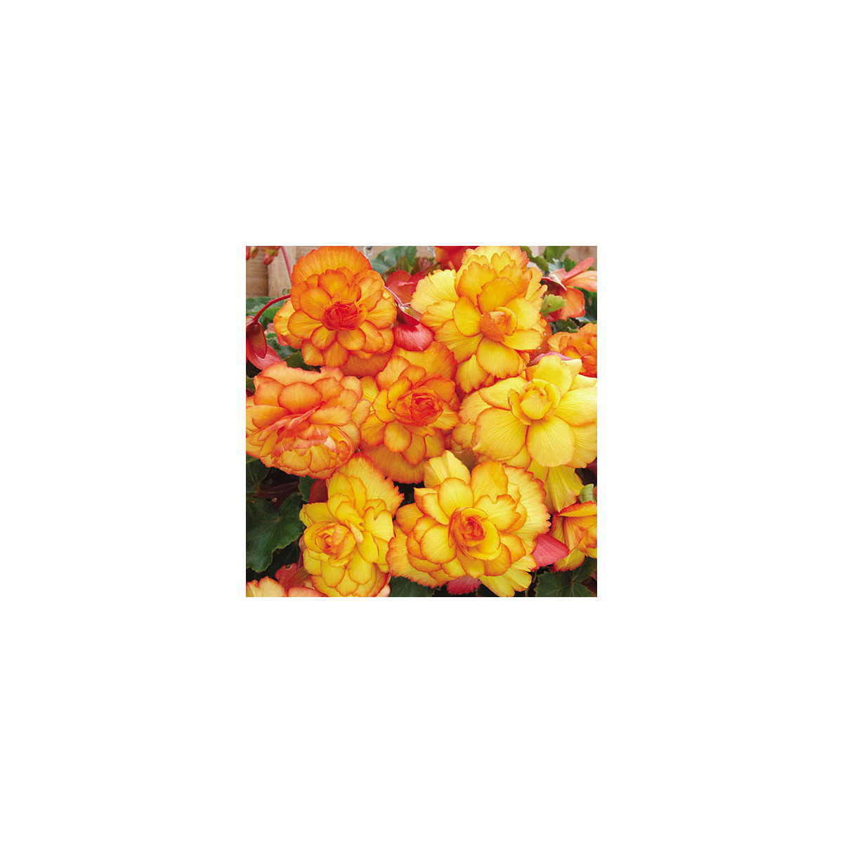 Begonie Picottee - Begonia picottee - prodej cibulovin - 2 ks