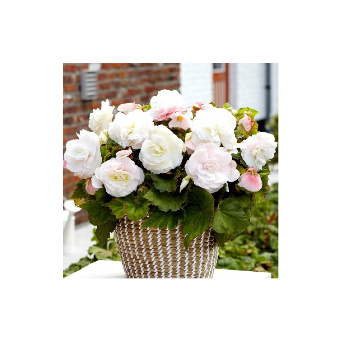 Begonie plnokvětá bílá - Begonia superba - prodej cibulovin  - 2 ks