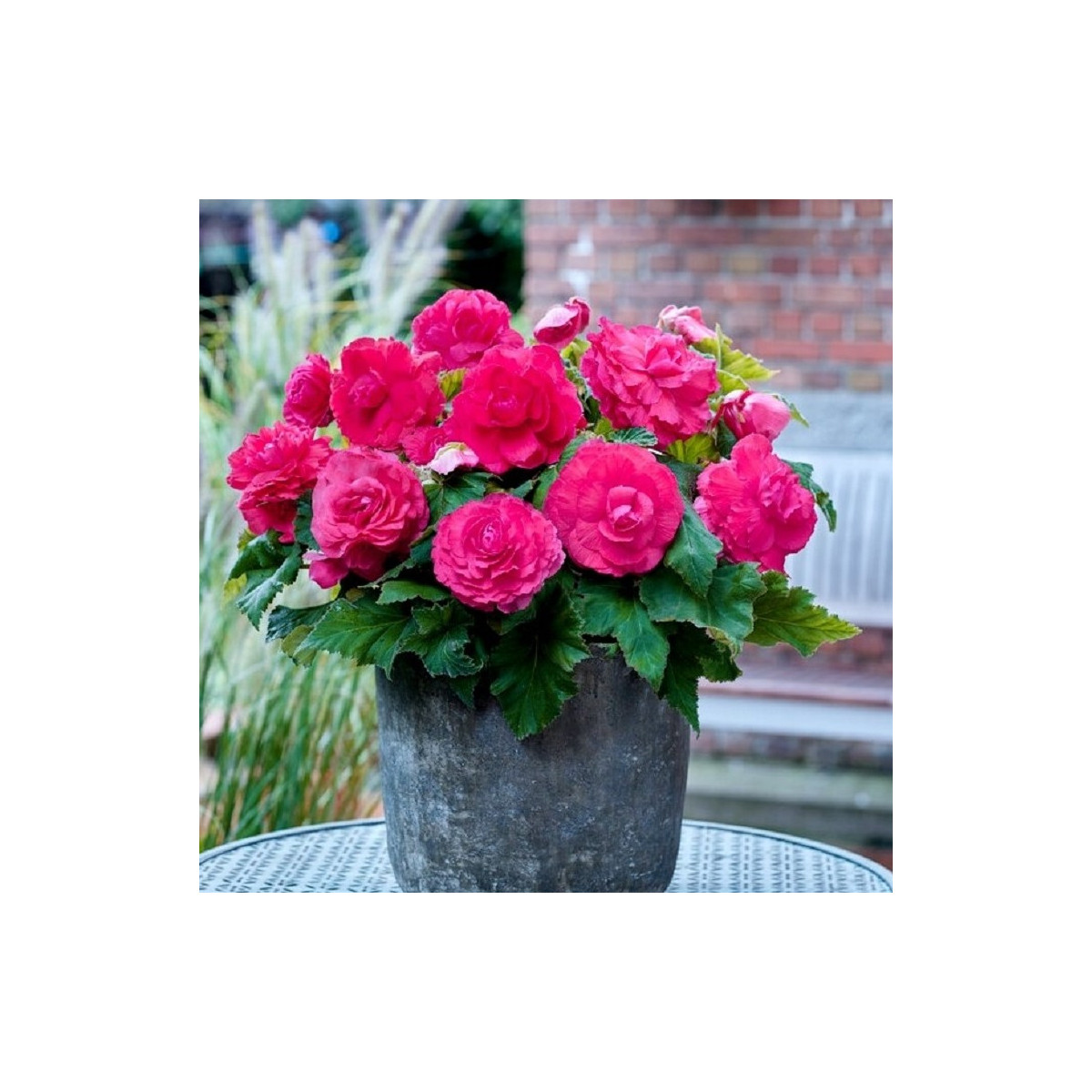 Begonie plnokvětá růžová - Begonia superba - prodej cibulovin - 2 ks