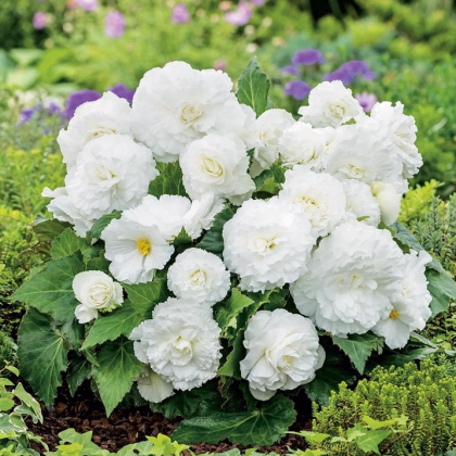 Begonie Nonstop bílá - Begonia tuberhybrida - prodej cibulovin - 2 ks