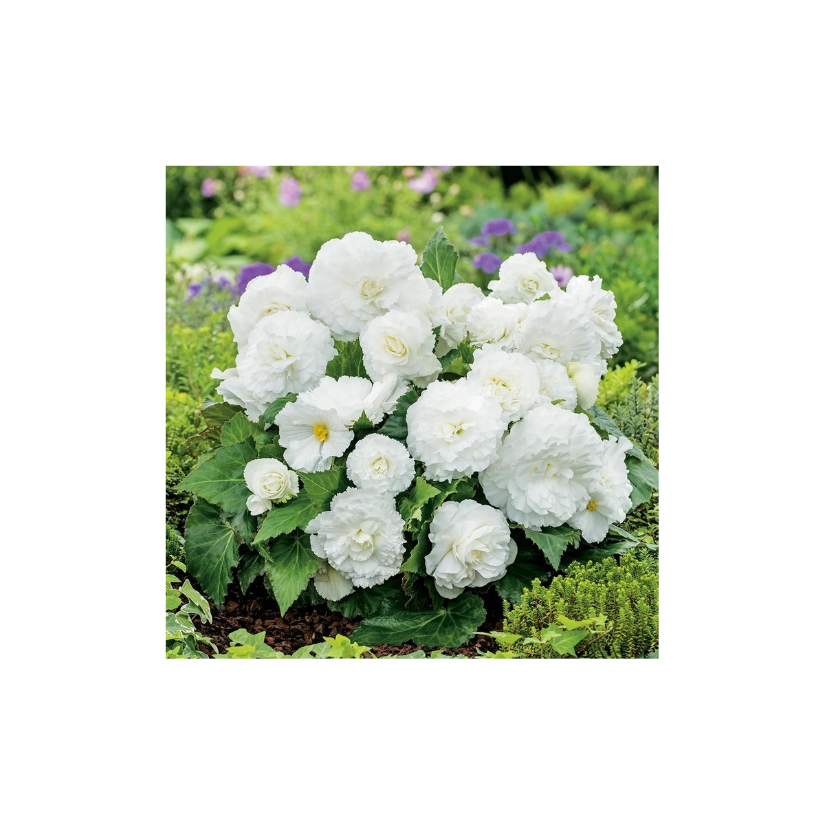 Begonie Nonstop bílá - Begonia tuberhybrida - prodej cibulovin - 2 ks