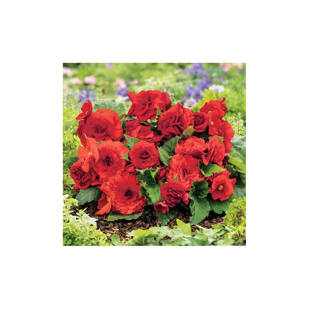 Begonie Nonstop červená - Begonia tuberhybrida - prodej cibulovin - 2 ks