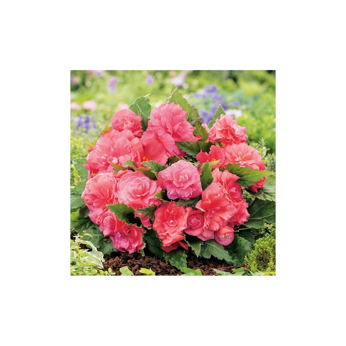 Begonie Nonstop růžová - Begonia tuberhybrida - prodej cibulovin - 2 ks