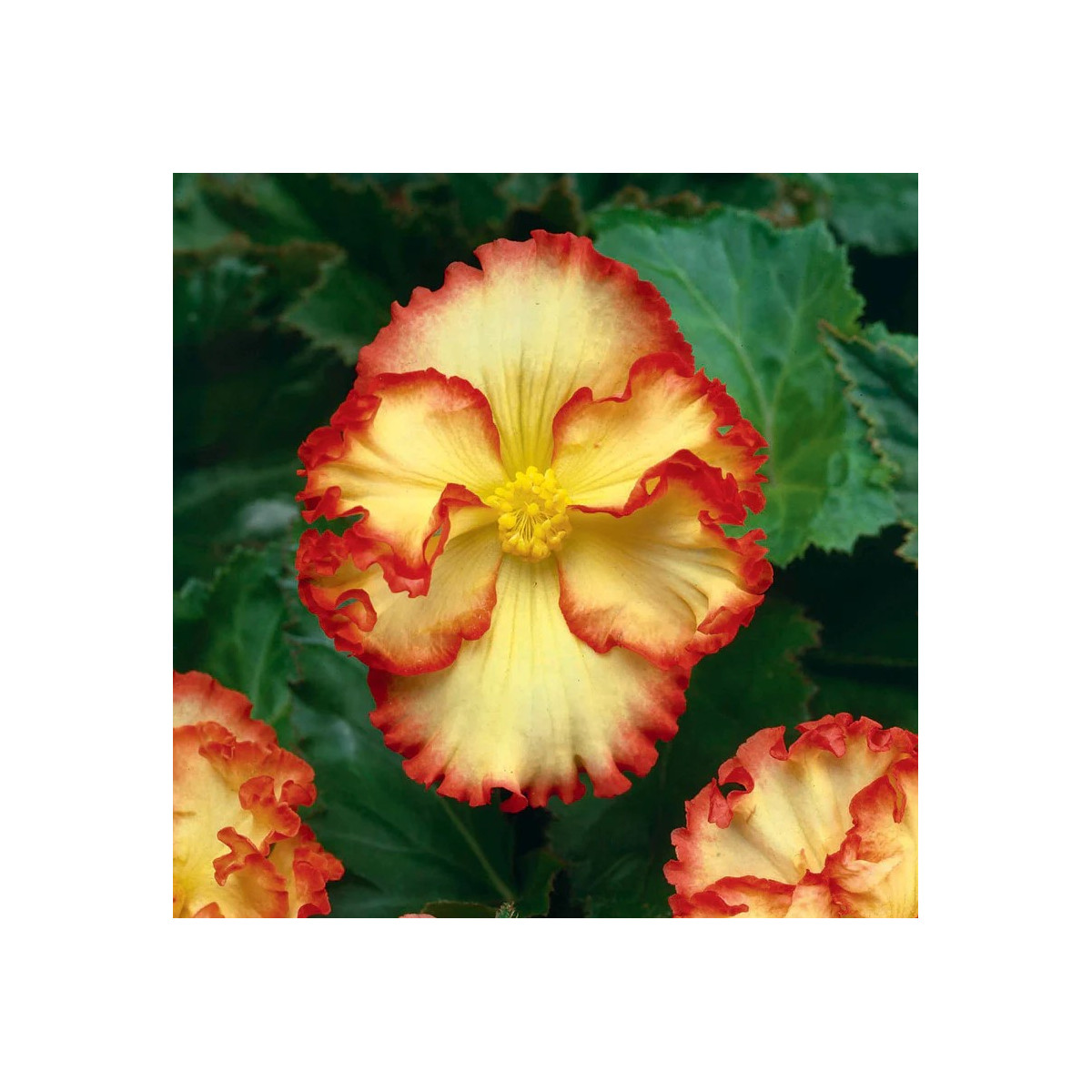 Begonie Marginata žlutá - Begonia crispa - prodej cibulovin - 2 ks