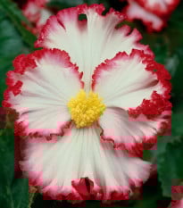 Begonie Marginata bílá - Begonia crispa - prodej cibulovin - 2 ks