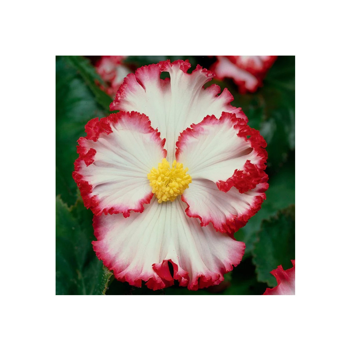 Begonie Marginata bílá - Begonia crispa - prodej cibulovin - 2 ks