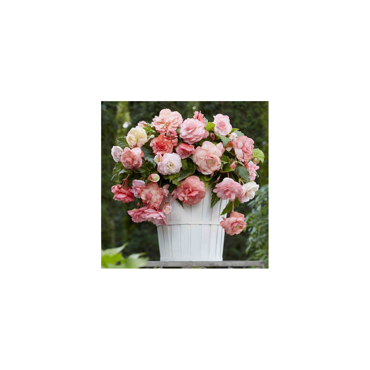 Begonie Flamenca - Begonia splendide - prodej cibulovin - 2 ks