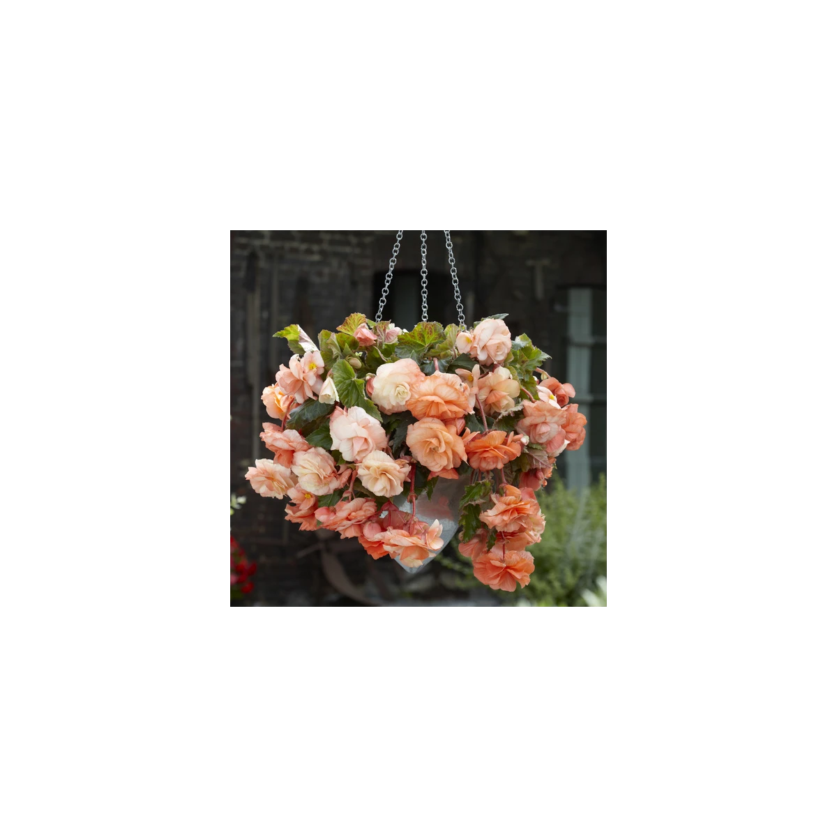 Begonie Apricot - Begonia splendide - prodej cibulovin - 2 ks