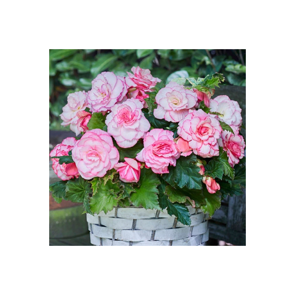 Begonie Picotee bílá - Begonia picottee - prodej cibulovin - 2 ks