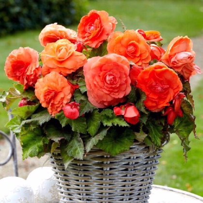 Begonie plnokvětá oranžová - Begonia superba - prodej cibulovin - 2 ks