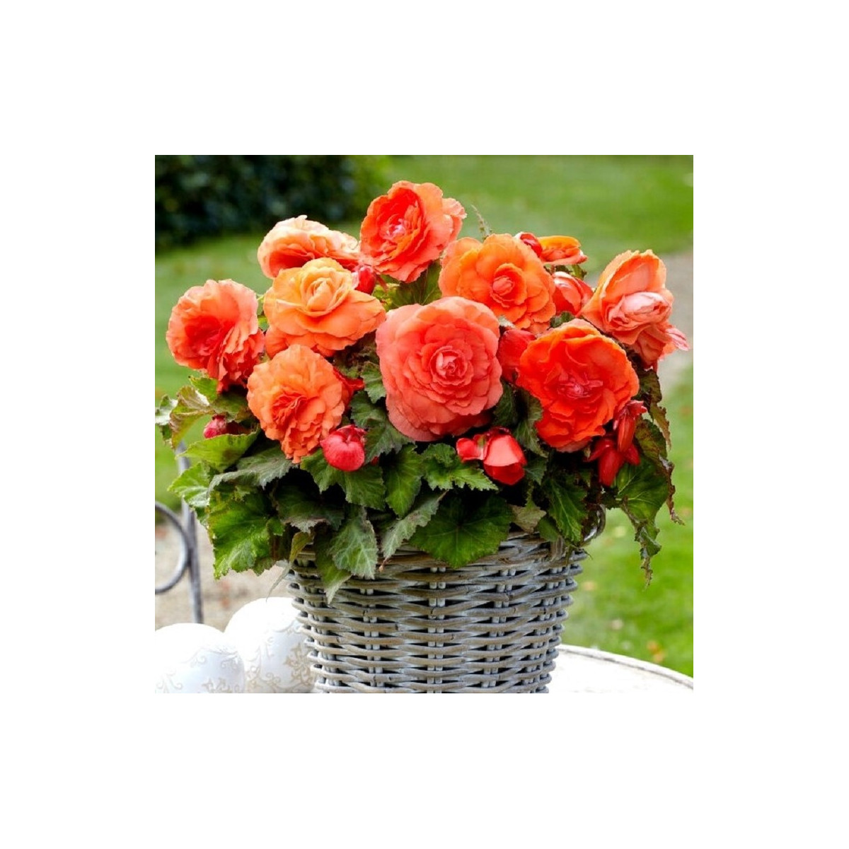 Begonie plnokvětá oranžová - Begonia superba - prodej cibulovin - 2 ks