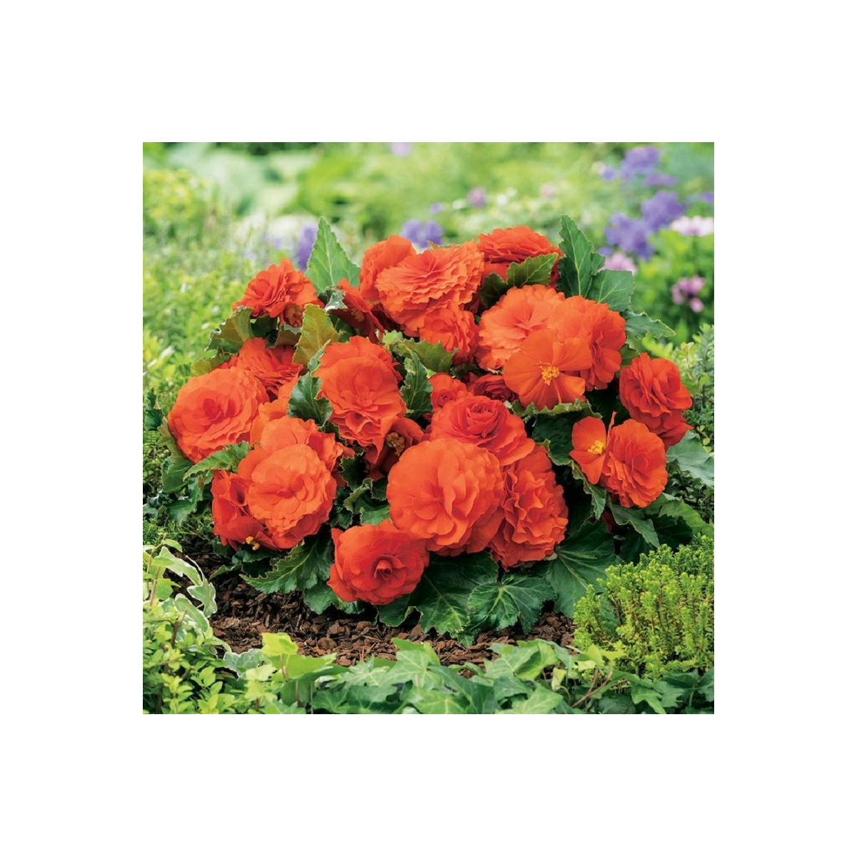 Begonie Nonstop oranžová - Begonia tuberhybrida - prodej cibulovin - 2 ks