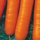 Mrkev karotka poloraná - Daucus carota - osivo mrkve - 1,5 gr