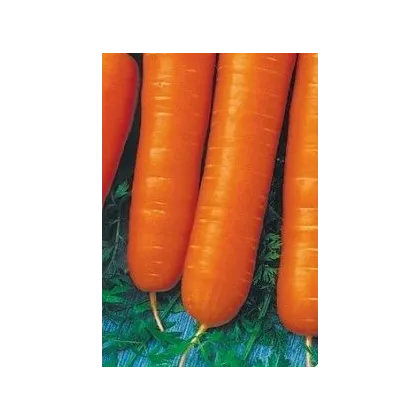 Mrkev karotka poloraná - Daucus carota - osivo mrkve - 1,5 gr